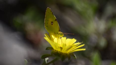 butterfly or buterfly polizing a flower close-up view of little creature bug