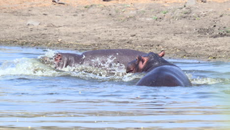 hippopotamus, two fighting and pushing eachother in the water