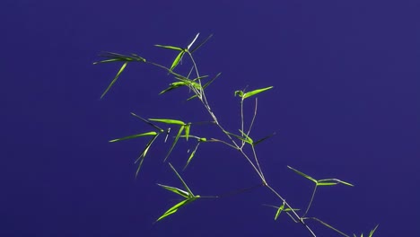 ground plant with blue screen background