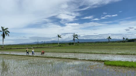 farmers planting rice in paddy fields near yogyakarta, indonesia - wide shot