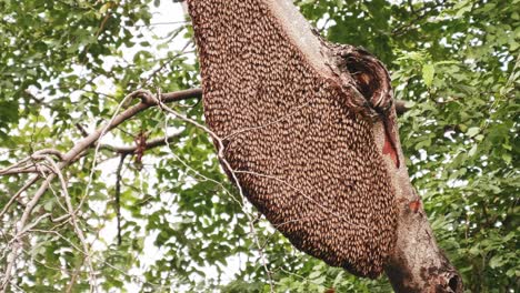 Large-honeycomb-on-a-tree-in-the-natural-forest,-4K