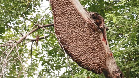 large honeycomb on a tree in the natural forest, 4k