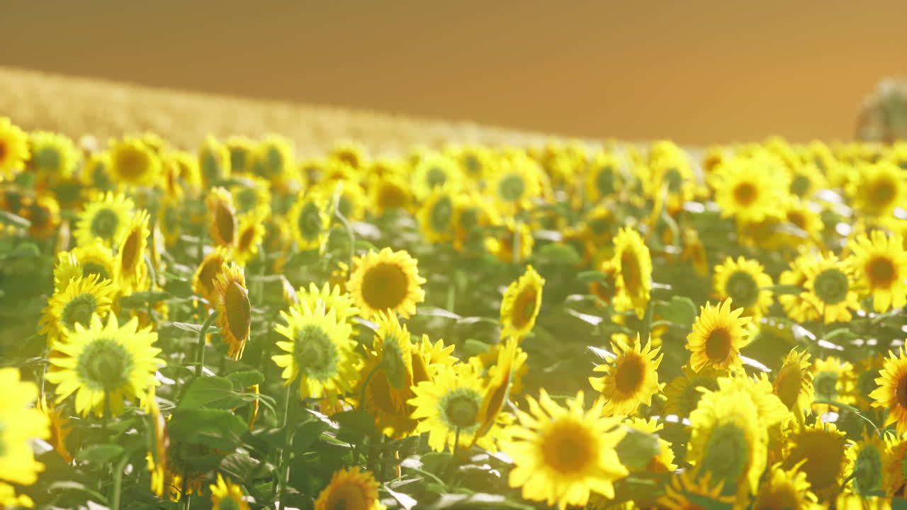 꽃이 피는 해바라기 들판 의 배경 은 해가 지는 곳 이다