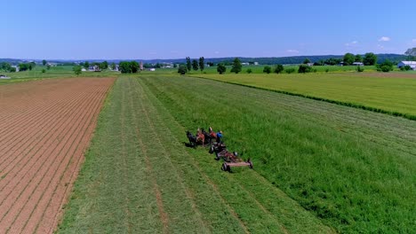 an aerial, coming from behind, view of an amish farmer harvesting his crop, with four horses pulling his gas power mower on a sunny blue sky, spring day