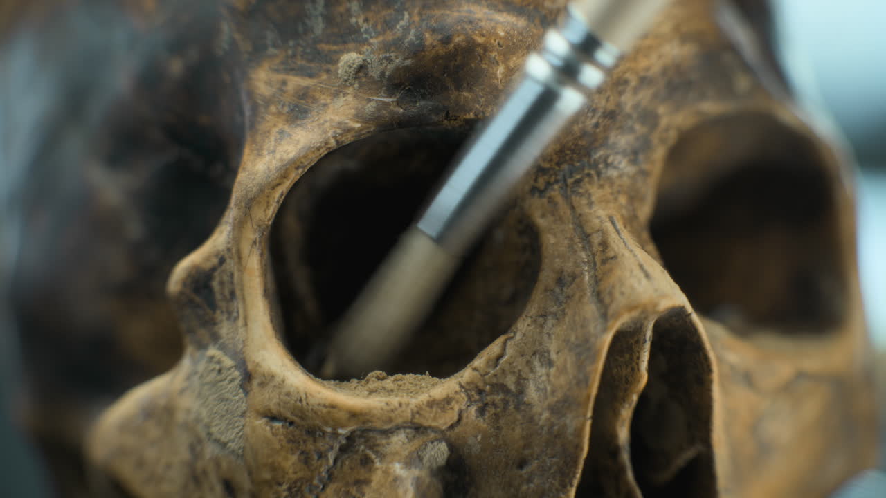 화석 두개골 청소