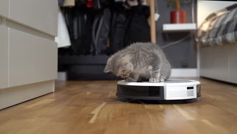 tecnologías inteligentes para la limpieza de mascotas amigable. la aspiradora robot blanca redonda limpia el suelo mientras el gatito gris escocés recto juega despreocupado en casa. el gato pequeño y la aspiradora robótica en la habitación