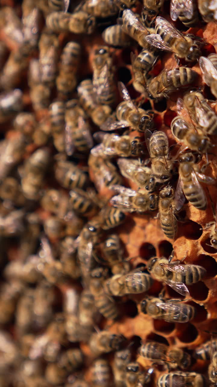 Stripy bees crawls over the frame. Honey insects move over the sealed cells with new brood. Close up. Vertical video