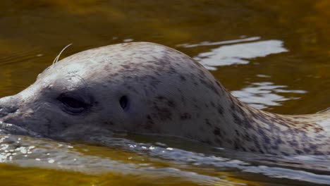 Macro-track-shot-of-cute-seal-swimming-and-relaxing-in-water-during-sunny-day