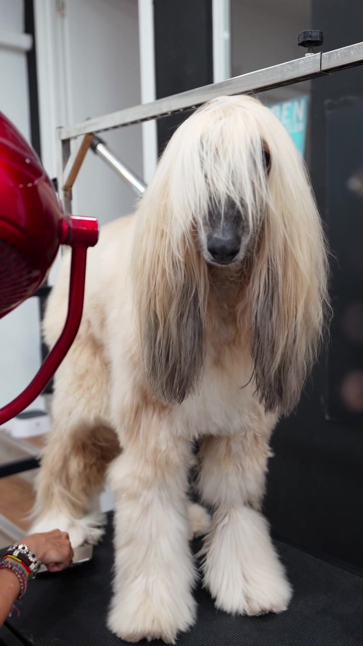 Professional Grooming of an Afghan Hound Dog in a Pet Salon
