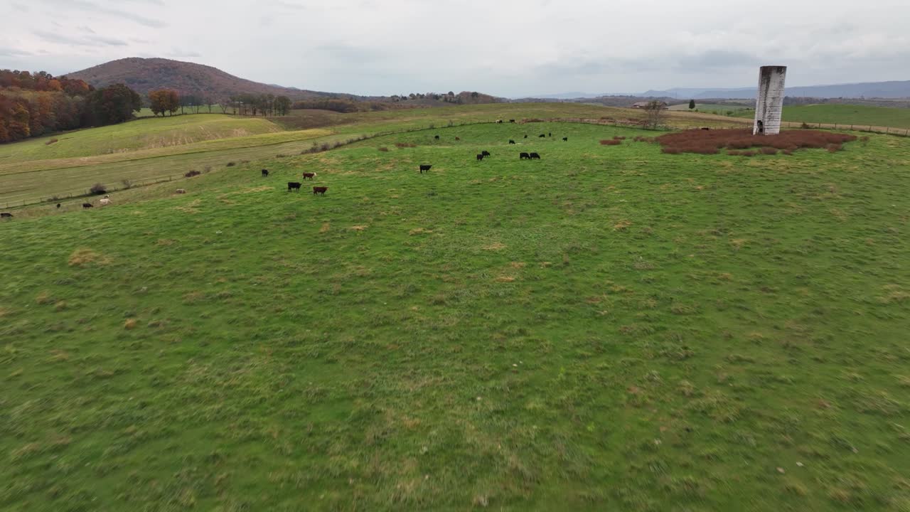 Imagens de drone de vacas em um campo.