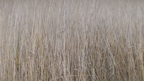 Junges-Vorschulmädchen-Im-Freien-Im-Herbst,-Das-Echte-Glücksgefühle-Zeigt