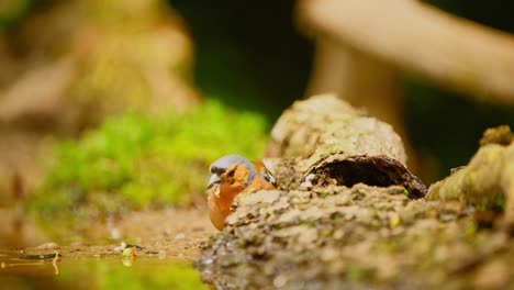 Common-Eurasian-Chaffinch-in-Friesland-Netherlands-at-end-of-log-pecks-eating-grub-or-chewing-on-moss-in-forest