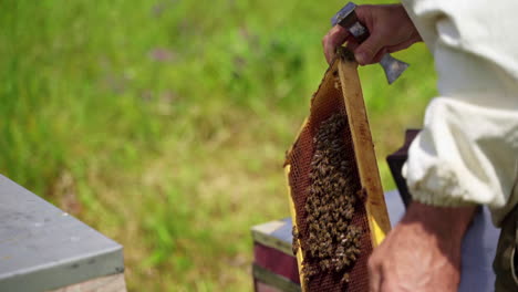 opening beehive at the apiary. beekeeper keeps a honey cell with bees in his hands