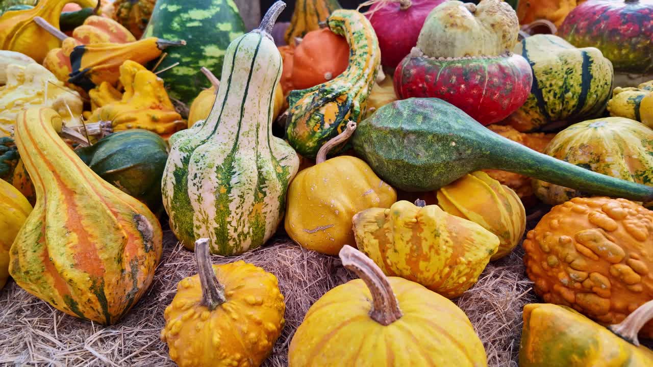 Close-up of colorful ornamental gourds at farmers market, variety of shapes, colors, and textures, for autumn and harvest themes