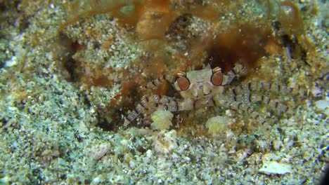 a boxer crab walking over a coral reef in the philippines