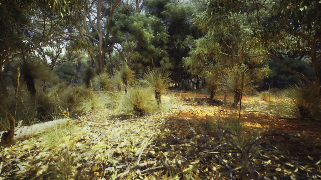 Sunlit path through the dense australian bushland during midday
