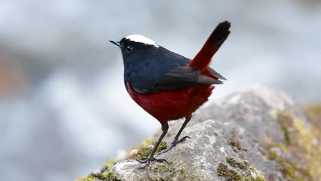 el colirrojo de cabeza blanca es conocido por su hermosa corona blanca, alas de color azul oscuro negruzco y marrón debajo de las plumas y su cola comienza con rojo