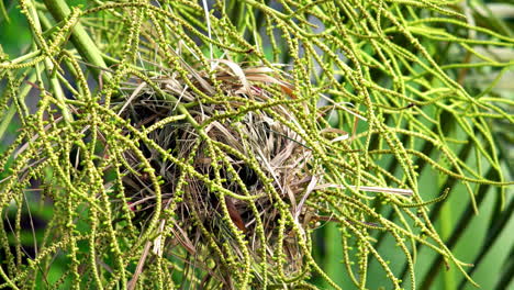 The-scaly-breasted-Munia-or-spotted-Munia-Lonchura-Punctulata,-also-known-as-nutmeg-mannikin-or-spice-finch,-a-sparrow-sized-estrildid-finch-building-dome-shaped-nests-in-the-coconut-tree