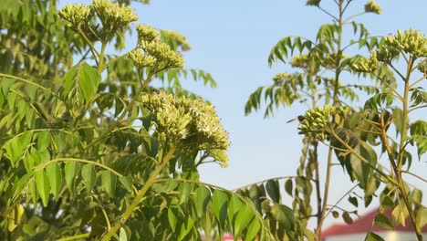 closeup of honey bee collecting nectors from the flower of curry leaves tree