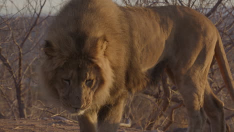 león en cámara lenta en un safari caminando