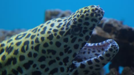 large predatory leopard fish opens its mouth against the of the ocean floor. large predatory leopard fish opens its mouth against the of the ocean floor. tropical fish close-up. rare fish of the underwater world of tropical latitudes