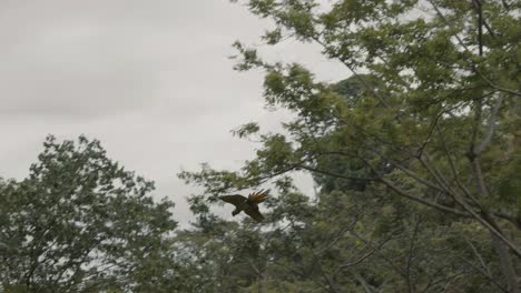 Tiro-De-Seguimiento-De-Bonitos-Loros-Ara-Ambiguus-Volando-En-El-Bosque-Verde-Durante-El-Cielo-Nublado-Gris-En-Cámara-Lenta