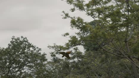 tiro de seguimiento de bonitos loros ara ambiguus volando en el bosque verde durante el cielo nublado gris en cámara lenta