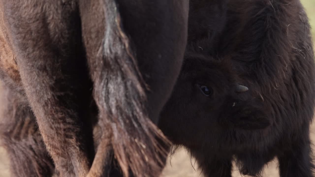 vitello di bisonte che allatta mucca madre per il primo piano del latte