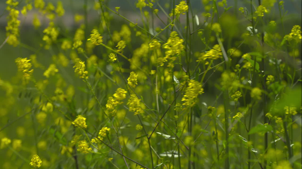 flores silvestres amarillas meciéndose suavemente con la brisa en un día cálido y soleado en el sur de california