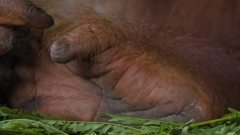 this close-up image captures the foot of an orangutan, showcasing its distinct texture and structure