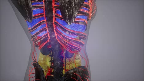 cuerpo humano con vasos sanguíneos brillantes