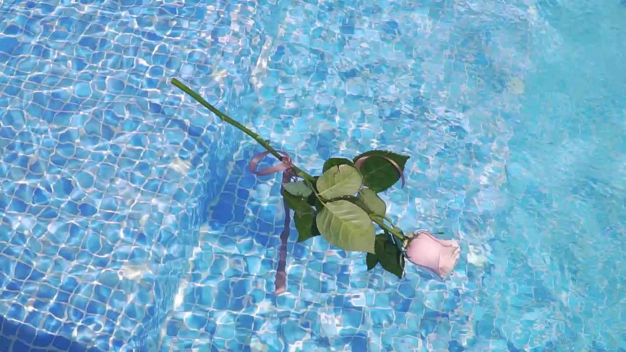 수영장 안의 맑은 물에 떠있는 분홍 장미