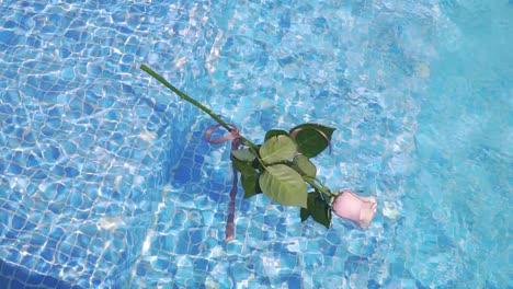pink roses floating in a cristal clear water inside a pool