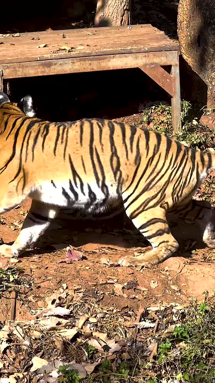 태국 동물원에서 호랑이들이 그들의 구역을 탐험하고 있습니다.