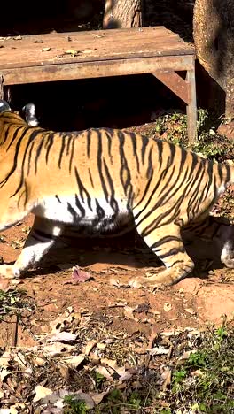 tigres explorando su recinto en el zoológico de tailandia