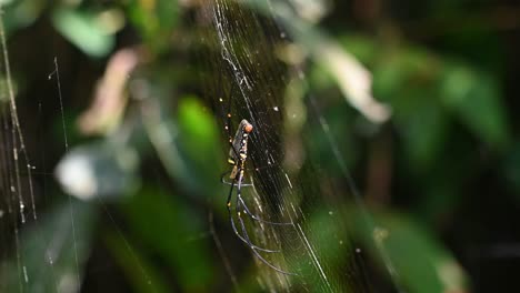 Seen-from-its-side,-moving-with-the-wind,-ambient-light-from-dark-to-bright-caused-by-sunlight-penetrating-through-the-forest