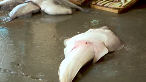 marché aux poissons à gaza, palestine