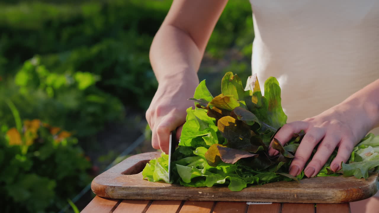 그가 자란 침대 근처에서 상추 잎을 자르는 여자의 손