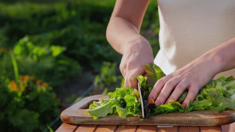 las manos de las mujeres cortan hojas de lechuga cerca de la cama donde creció