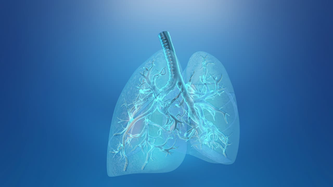 폐와 호흡기 루프의 의학적 배경