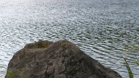 Common-seagull-takes-flight-from-it's-nest-hidden-by-rocks