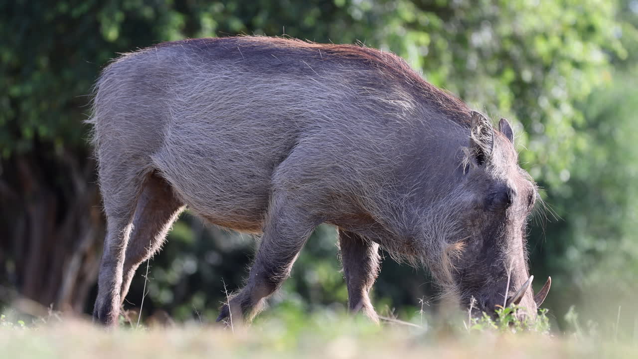 jabalí comiendo hierba a la luz del sol, uganda