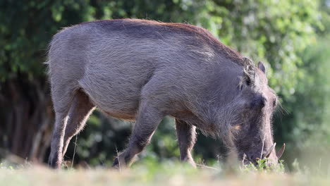 Warzenschwein-Frisst-Gras-Im-Sonnenlicht,-Uganda