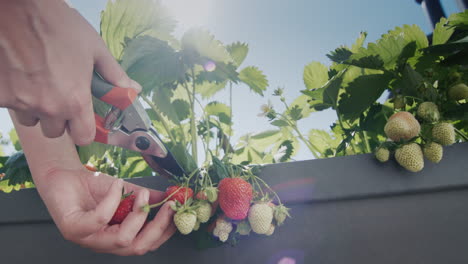 Ein-Gärtner-Schneidet-Reife-Erdbeeren-Aus-Einem-Holländischen-Hochbeet