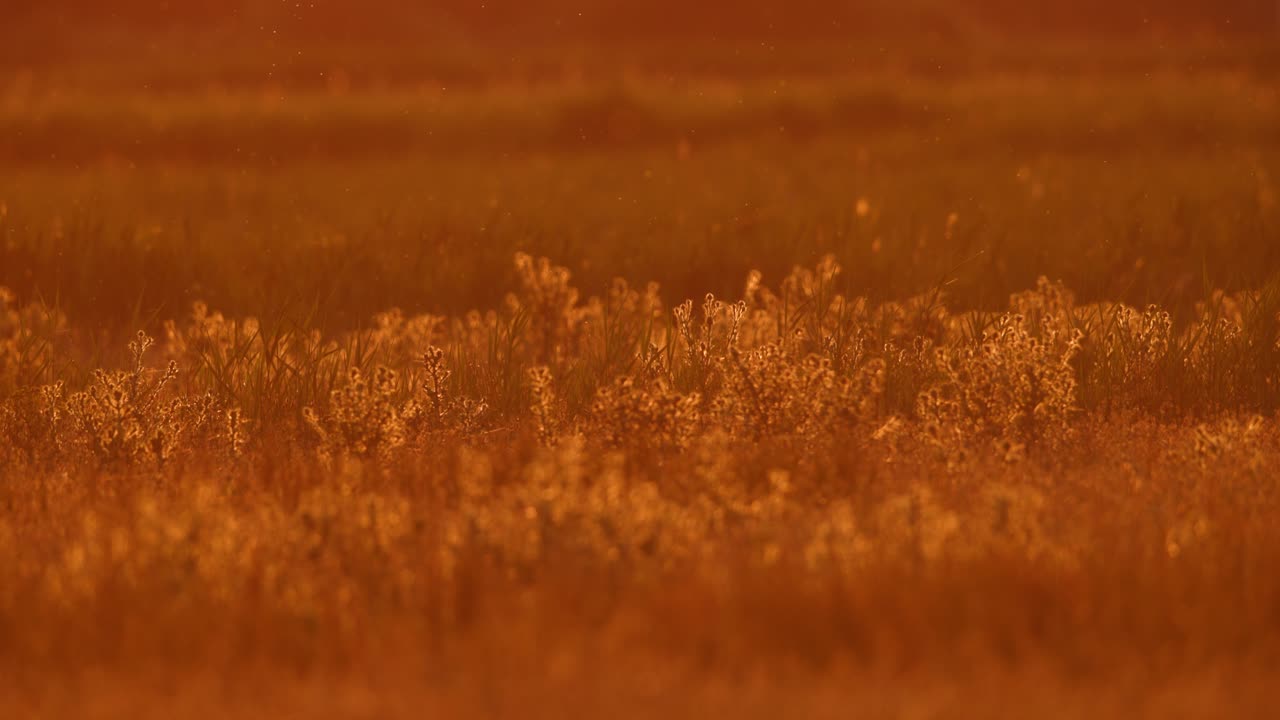Golden Sunset Field