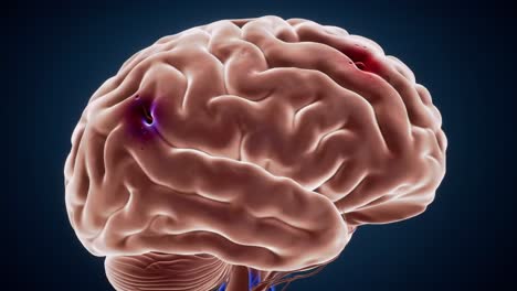 detailed representation of the human brain with emphasis on structural features and neural connections, highlighting vital functions and educational insights