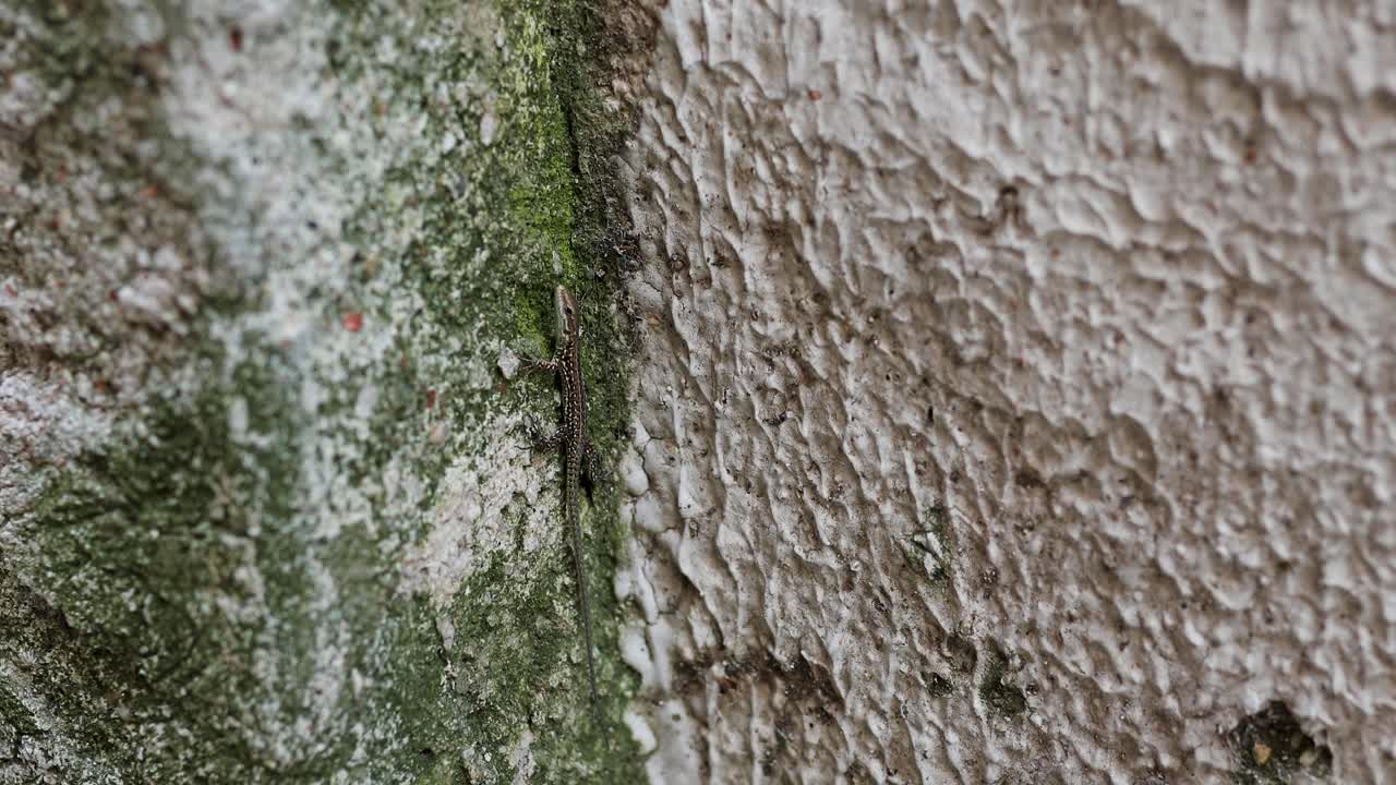 un lagarto italiano podarcis sicula, familia lacertidae en una pared de roca con textura de musgo