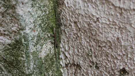 A-Italian-wall-lizard-Podarcis-sicula,-family-Lacertidae-on-a-moss-textured-rock-wall