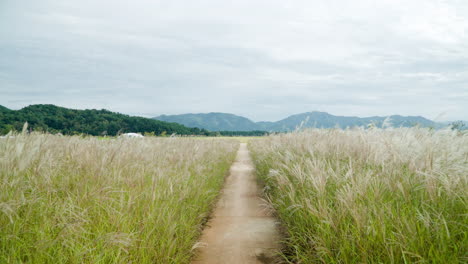 chinese silver grass reed field with mountains in background at smg saemangeum environment ecological complex - aerial flyover