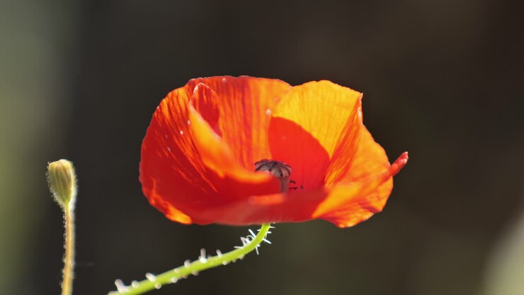 Rød valmueblomst, nærbillede, makro, sløret baggrund, Sydfrankrig.